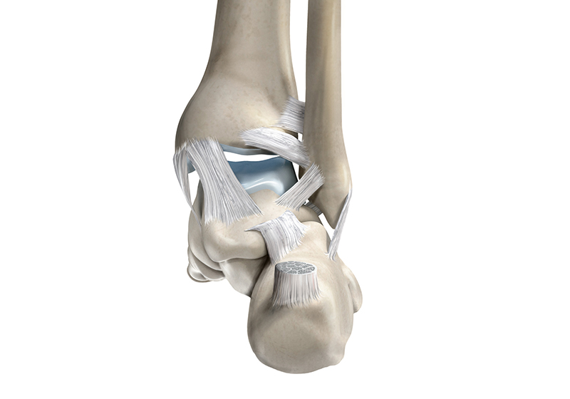 Grafikk av leddbånd, sener og bindevev som omgir et ledd Grafikk av leddbånd, sener og bindevev som omgir et ledd